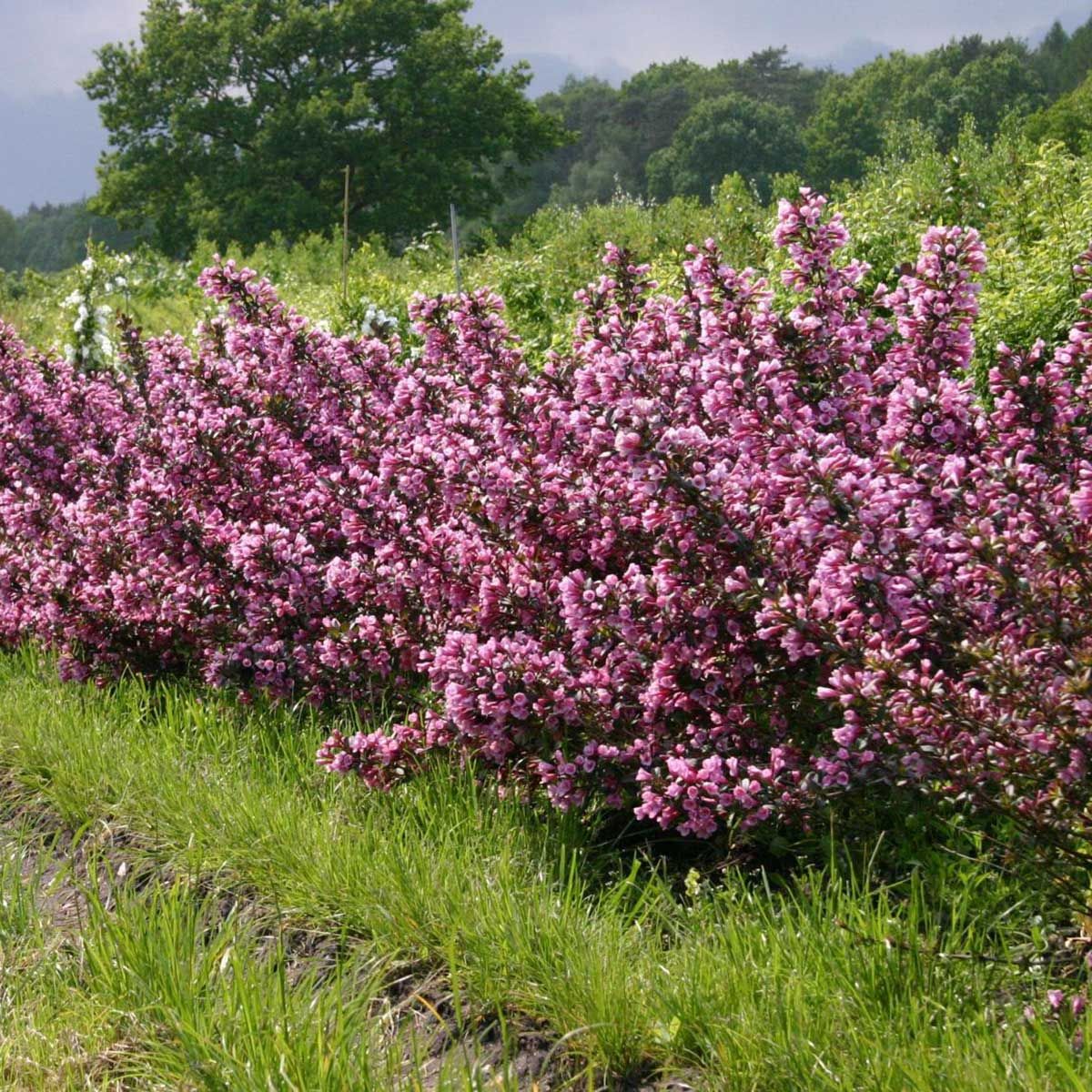 Weigela florida 'Purpurea'